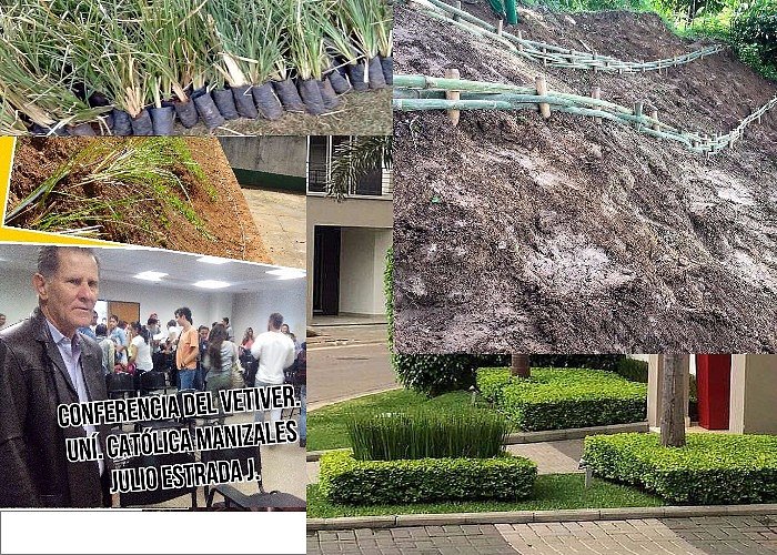 TALUDES CON VETIVER