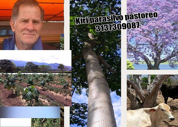 SEMILLA ARBOL PAULOWNIA