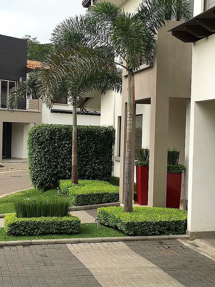 PASTO VETIVER ORNAMENTAL