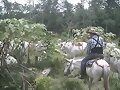 SEMBRANDO PASTO, CUBA 22