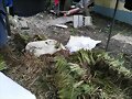 SEMILLA PASTO VETIVER