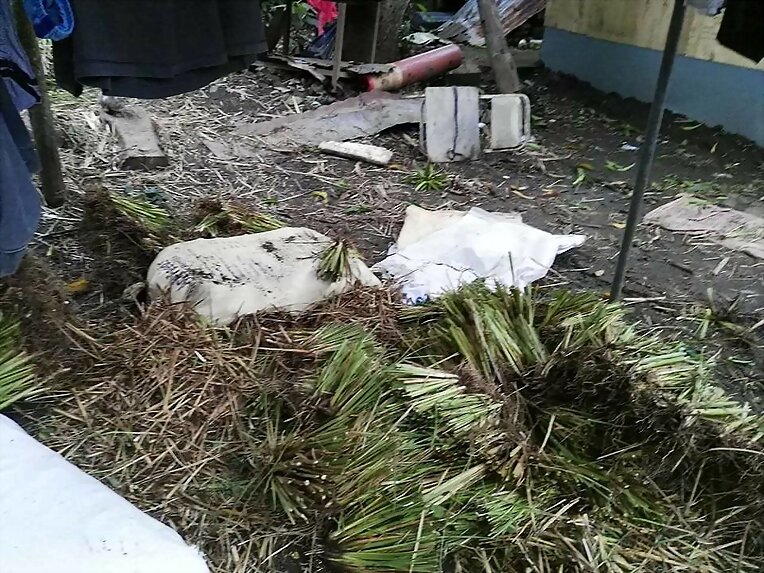 SEMILLA PASTO VETIVER