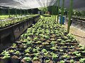 PAULOWNIA VENTAS SEMILLAS