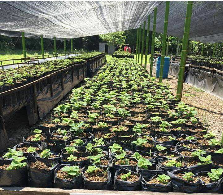PAULOWNIA VENTAS SEMILLAS
