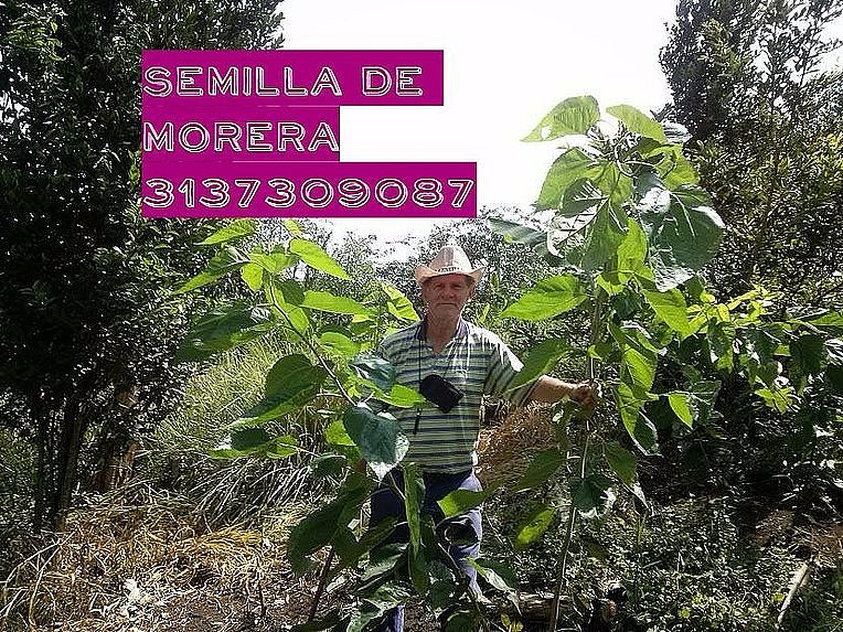 LA MORERA PARA GANADOS