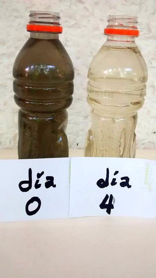 PASTO VETIVER PRUEBA CON AGUA