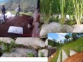 PASTO VETIVER PARA SIEMBRA
