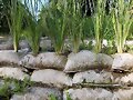 VETIVER SOBRE BOLSAS