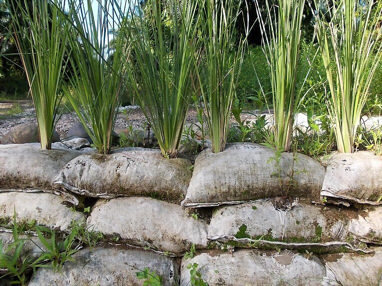 VETIVER SOBRE BOLSAS