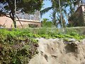PASTO VETIVER