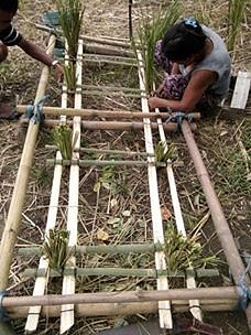 PASTO VETIVER DESCONTAMINA EL AGUA