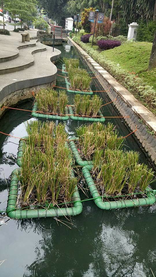 PASTO VETIVER EN AGUA