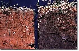 PERTIL TERRENO PARA VETIVER