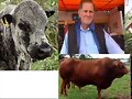 PASTOS HENOS Y GANADOS