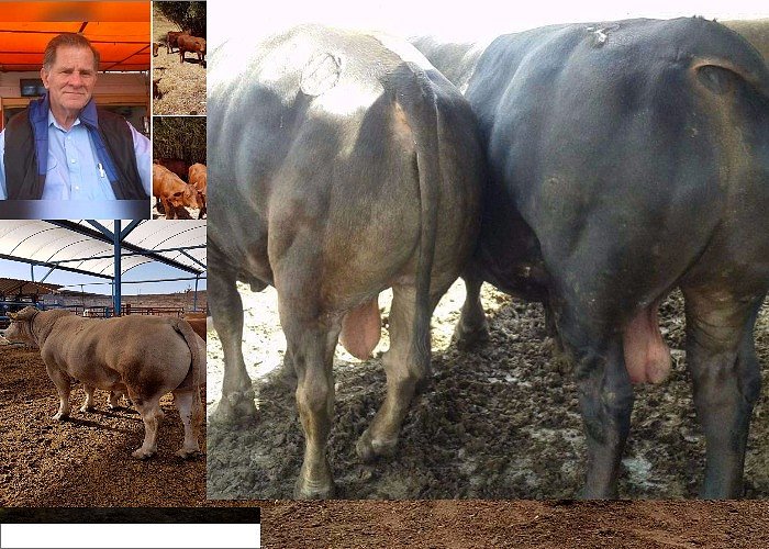 GANADOS DE CARNE