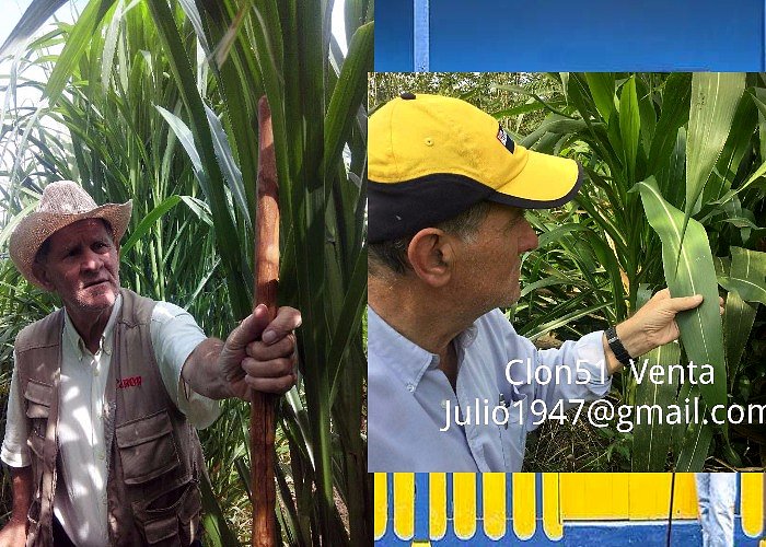 FORRAJERAS JULIO