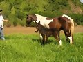 CRIA DE YEGUA CON BURRO