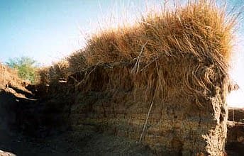 VETIVER GRASS BARRANCO