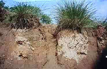 VETIVER TESTIMONIO