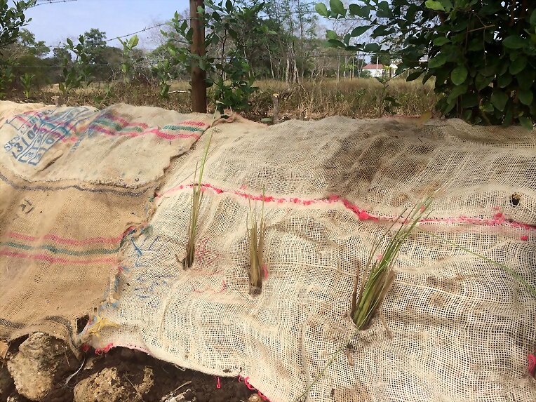 SEMILLA PASTO VETIVER