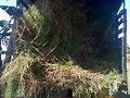 SEMILLA PASTO ESTRELLA