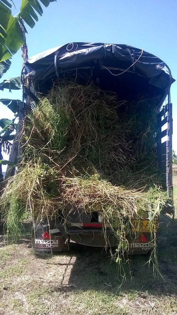 SEMILLA PASTO ESTRELLA