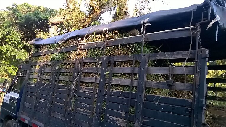 SEMILLA PASTO RODAS