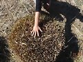PODA DEL VETIVER