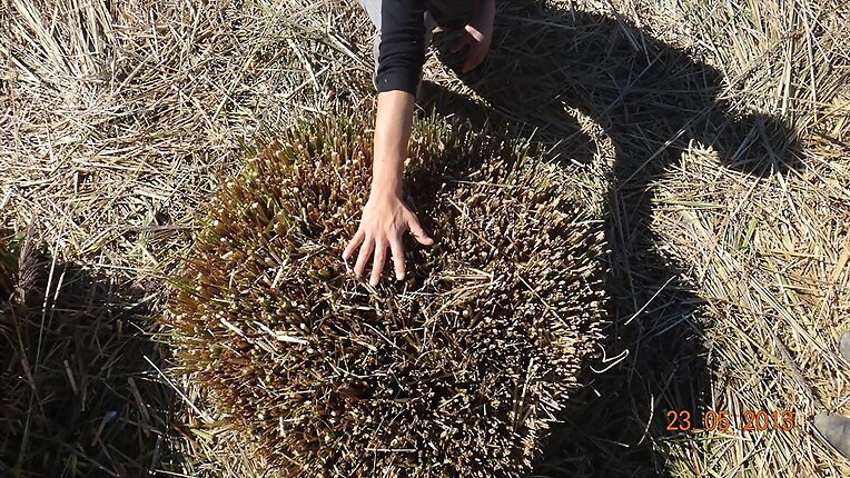 PODA DEL VETIVER