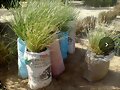 VETIVER GRASS