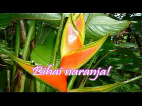 FLORES TROPICALES