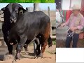 GANADOS CEBA 1