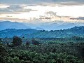 ALTO DE LA MINA CAFE DE COLOMBIA