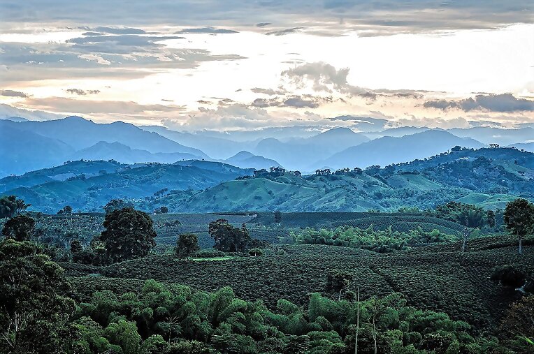 ALTO DE LA MINA CAFE DE COLOMBIA