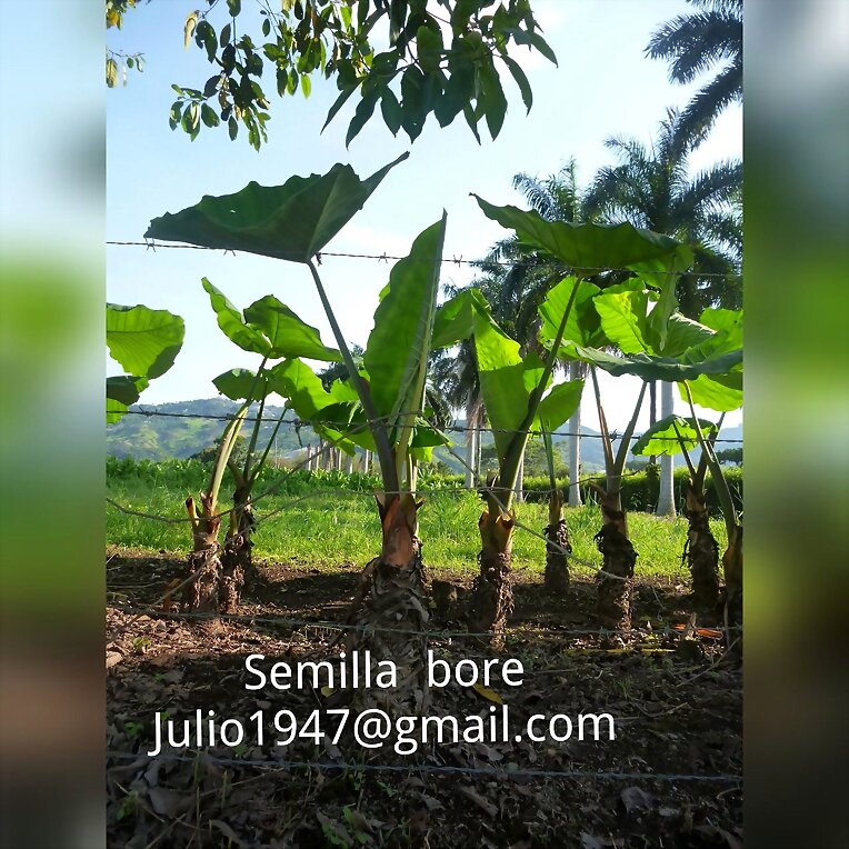 BORE ALIMENTO PARA CERDOS