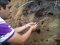 SIEMBRA MANI TALUD,