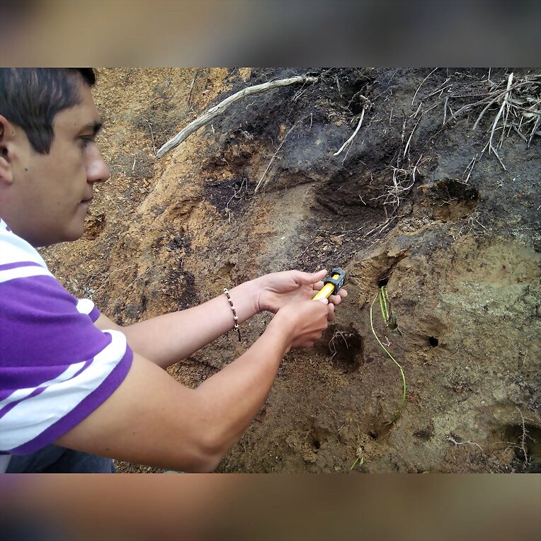 SIEMBRA MANI TALUD,