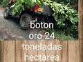 FORRAJE BOTON