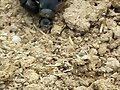 ESCARABAJO ECOLOGICO,