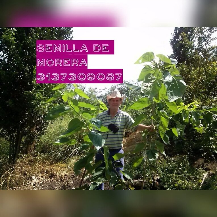 FORRAJERAS