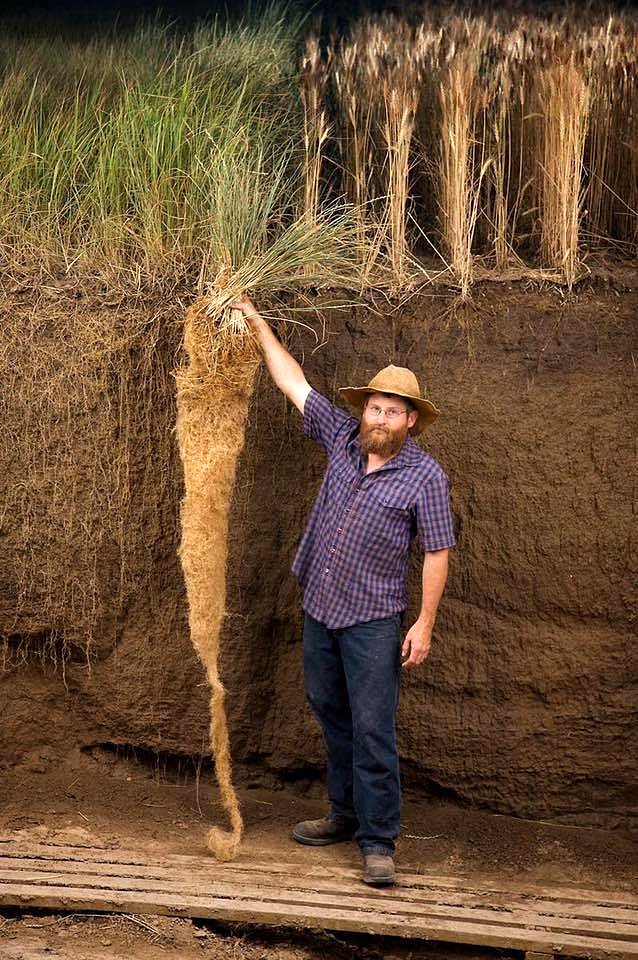 VETIVER GRASS