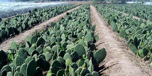 CULTIVO DEL NOPAL PARA BOVINOS