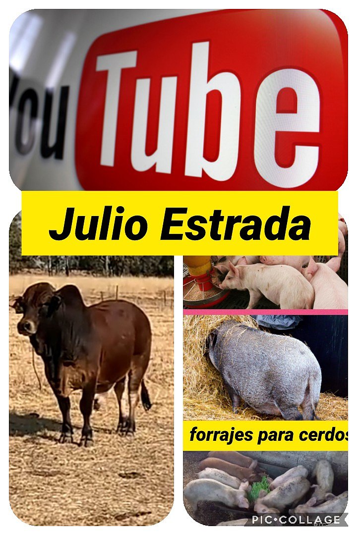 LOGO CANAL
