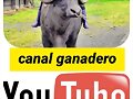 CANAL GANADERO