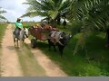 PALMA Y BUFALOS