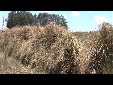 VETIVER Y LIMONCILLO