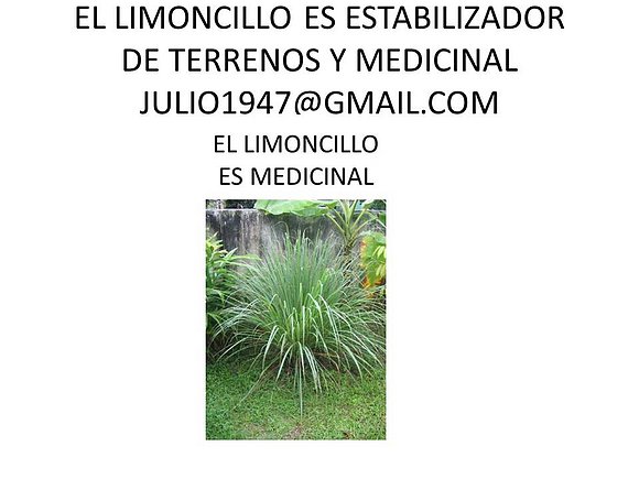LIMONCILLO