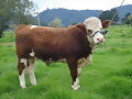 SIMMENTAL PURO COLOMBIANO