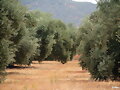 Manto verde