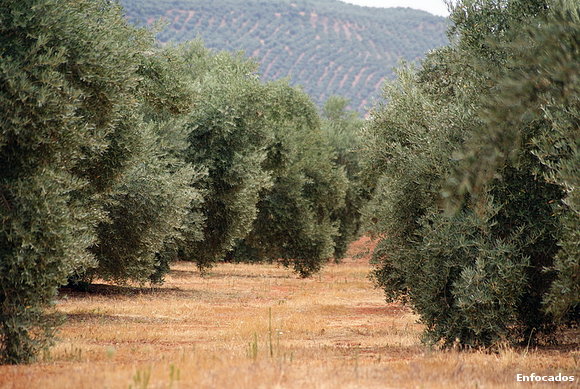 Manto verde